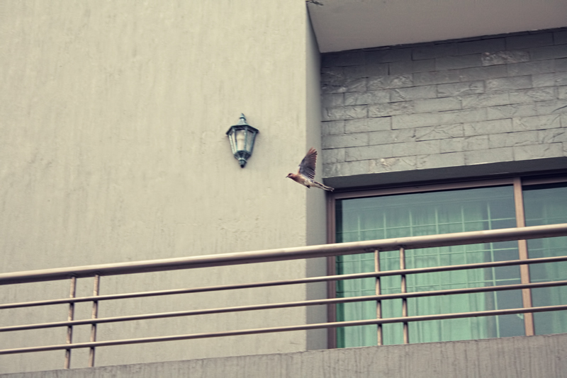 superman to the rescue!