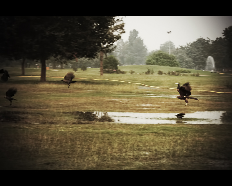 bird chase