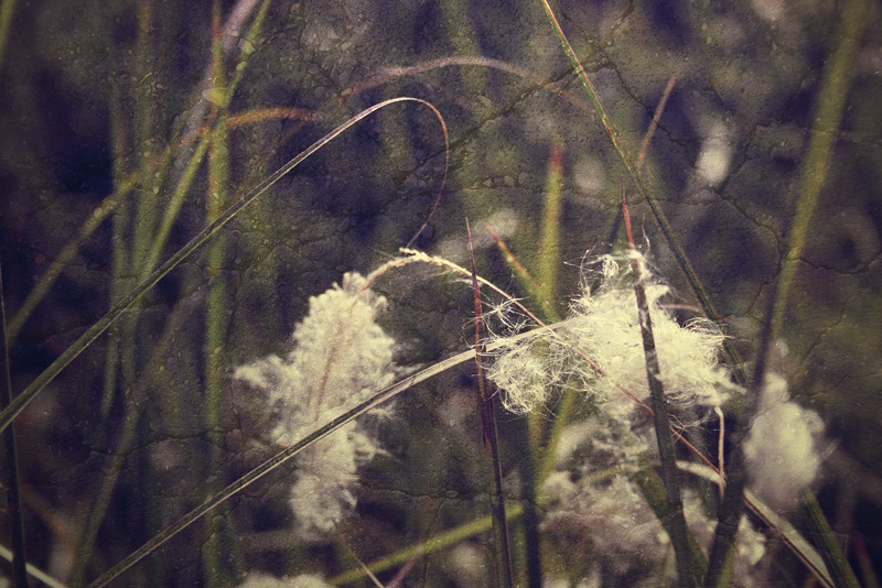 a bit of fluff 