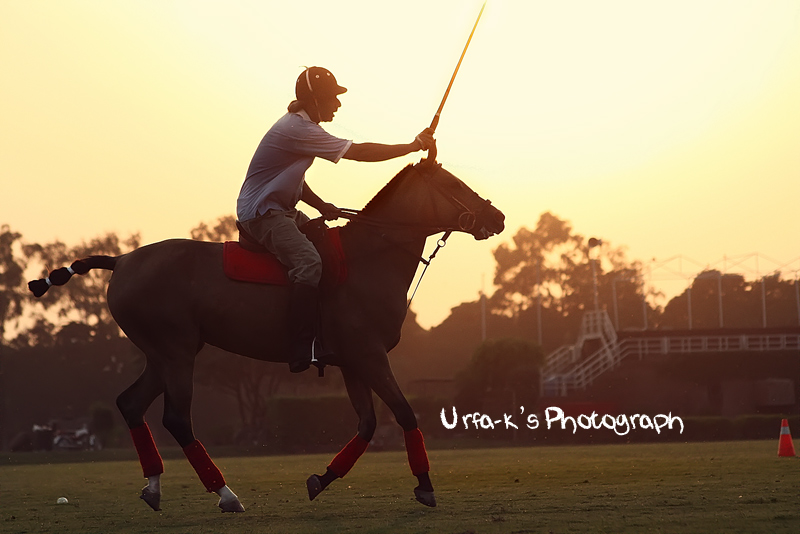 Polo
