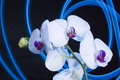 Orchids in blue