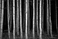 Ghost Forest