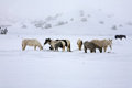 Wild Horses