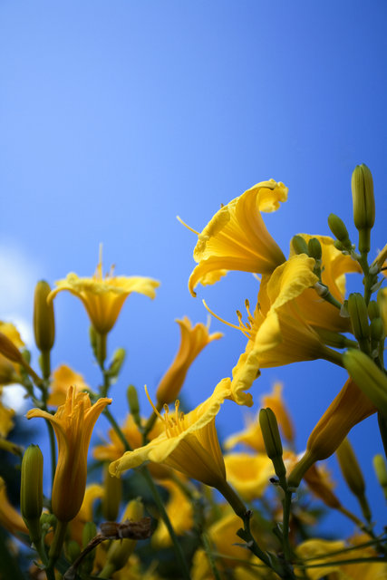 Flowers at Niagara