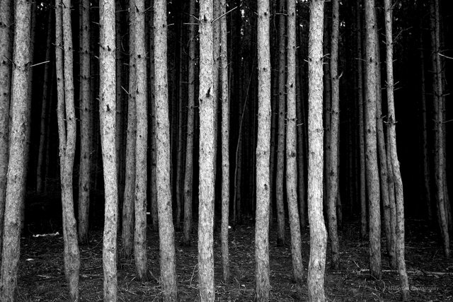 Ghost Forest