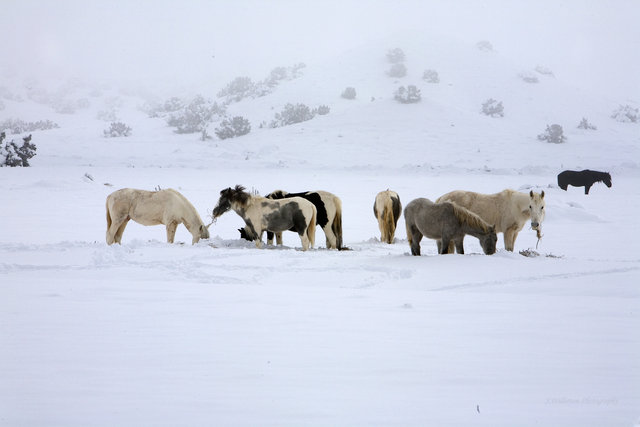 Wild Horses