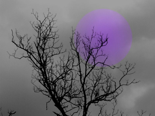 purple moon rising