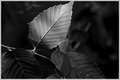 Day 9 - Backlit Leaf
