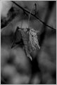 Day 14 - The Last Leaf