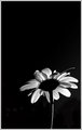Day 18 - Daisy