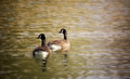 Golden Pond