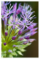 Allium