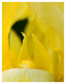 Into the yellows
