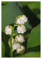 Spring pearls