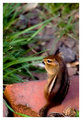 Chipmunk
