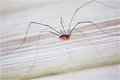 Itsy Bitsy Spider