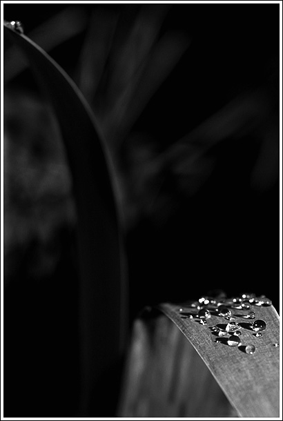 Day 15 - Raindrops