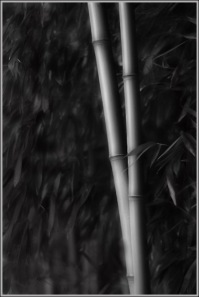 Day 16 - Bamboo