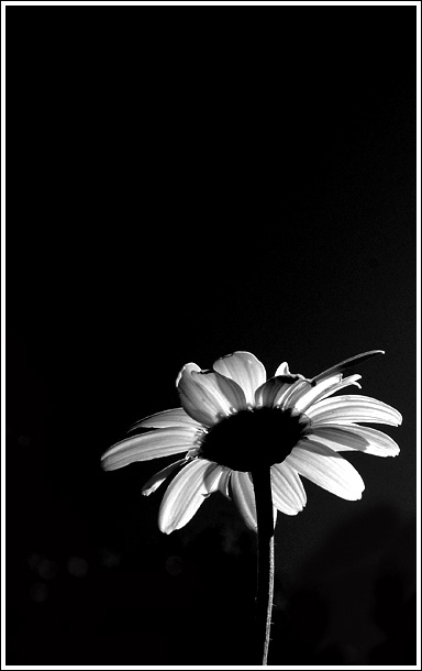 Day 18 - Daisy