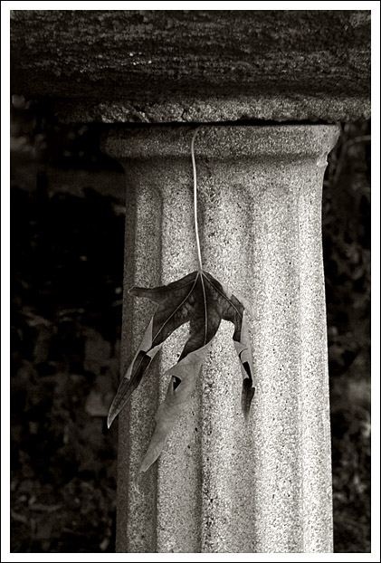 Day 23 - Column and a leaf