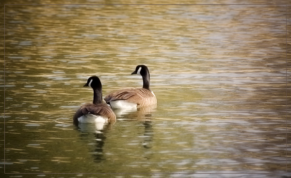 Golden Pond