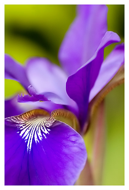 Iris
