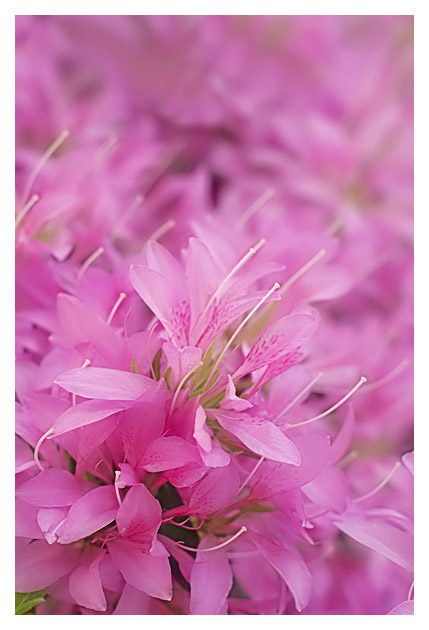 Azalea