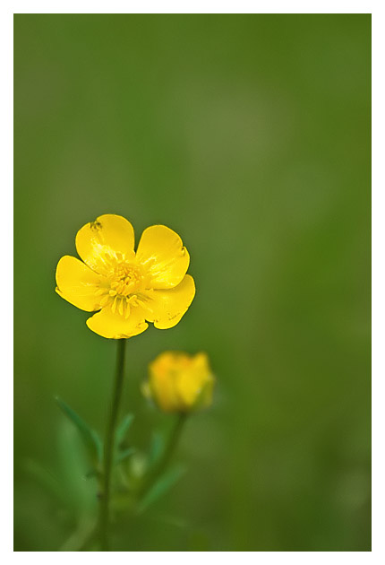Yellow on green