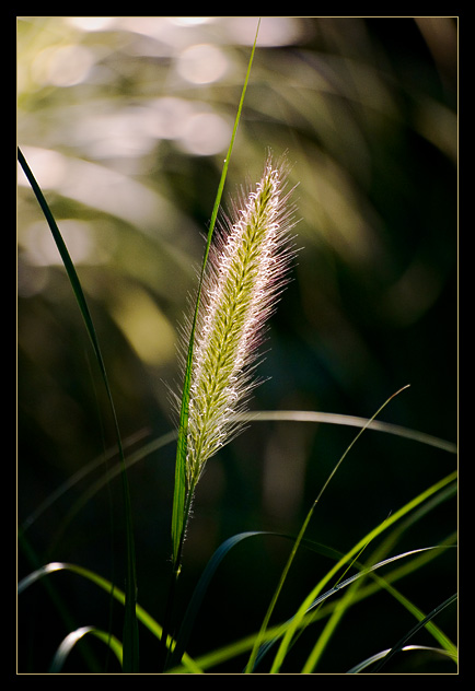 Glowing Grass