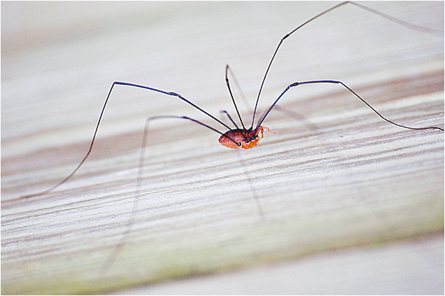 Itsy Bitsy Spider
