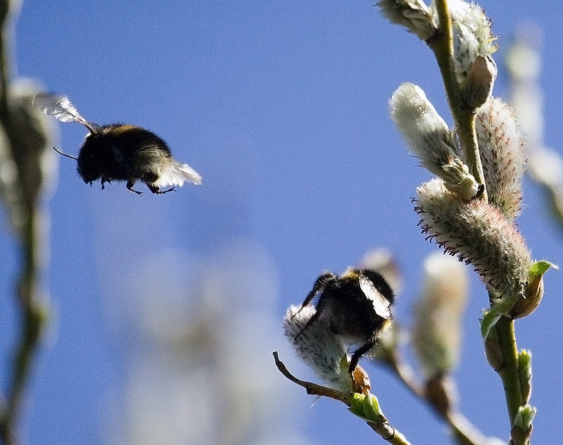 bzzzz.jpg