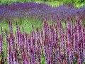 Lavender imposter