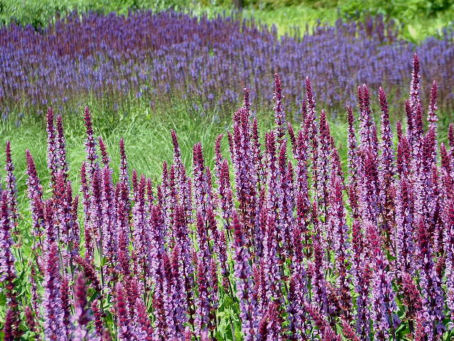Lavender imposter
