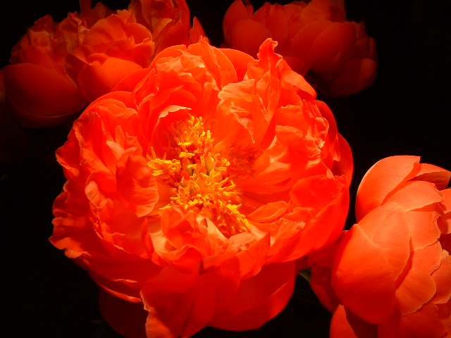Peonies