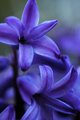 Blue Flower