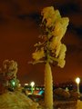 Cauliflower