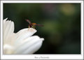 Bee a Pretender