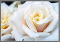 White Rose