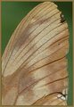 Wing.jpg