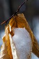 Snow Cone