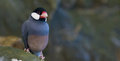 camo bird.jpg