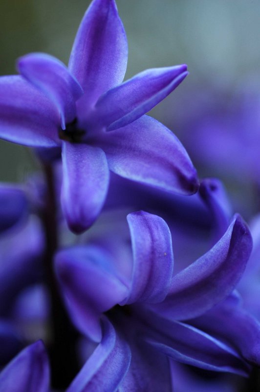 Blue Flower