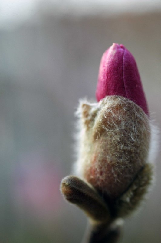 Bud