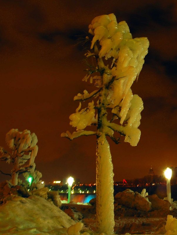 Cauliflower