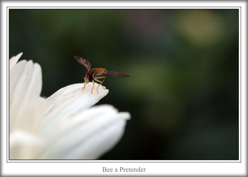 Bee a Pretender
