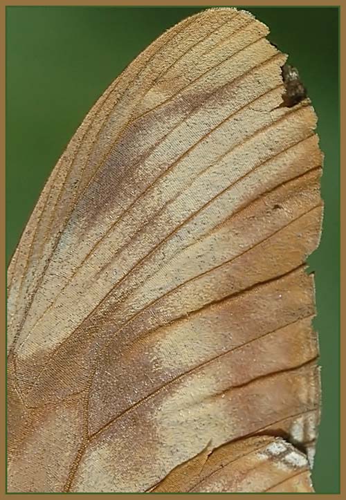 Wing.jpg
