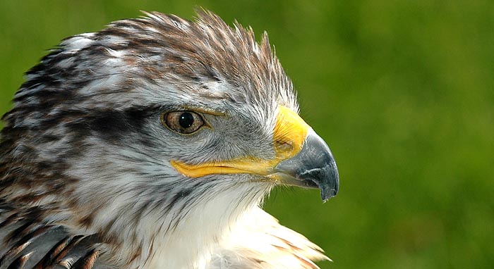 bird.jpg