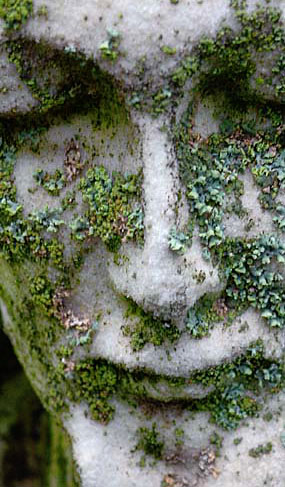 In My Image crop