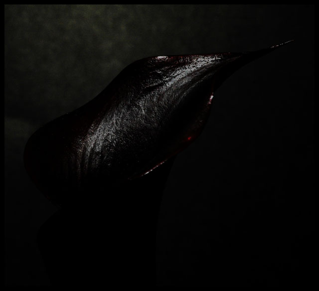 Calla Lilly