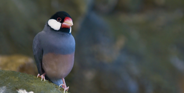 camo bird.jpg